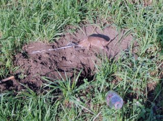         Gopher 2 