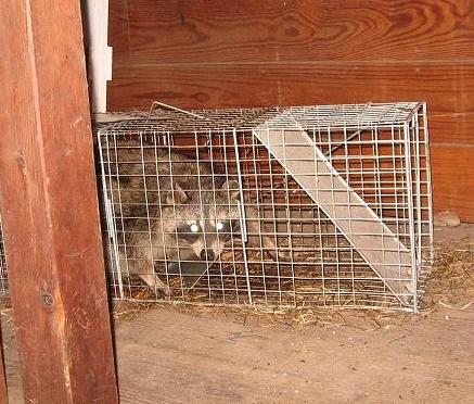 Raccoon caged trapped in barn