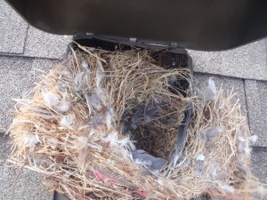 Birds nest in roof vent