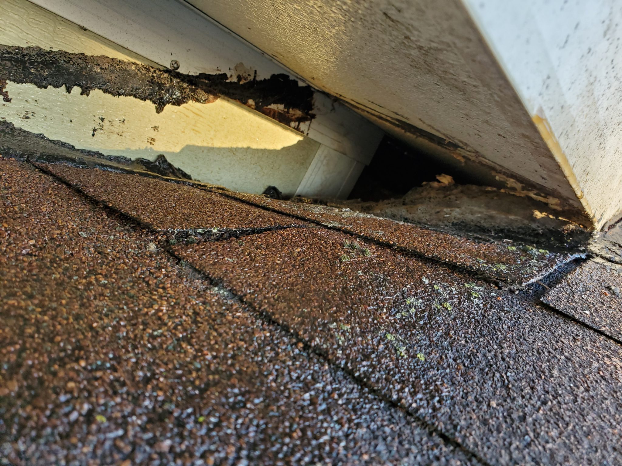 Iowa Wildlife Control » Raccoon Damage to Homes